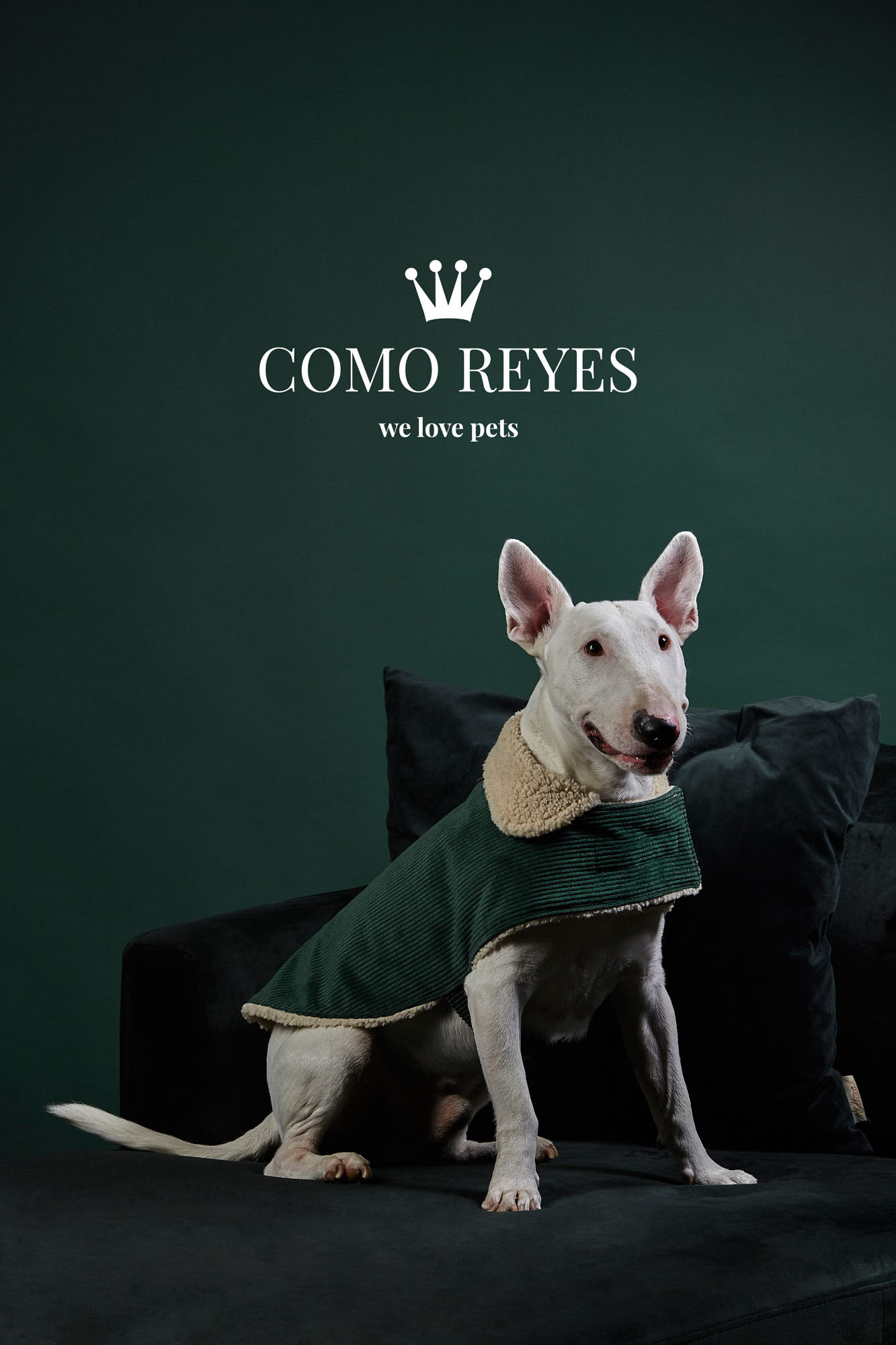 Fotografía creativa y de producto - Mascotas