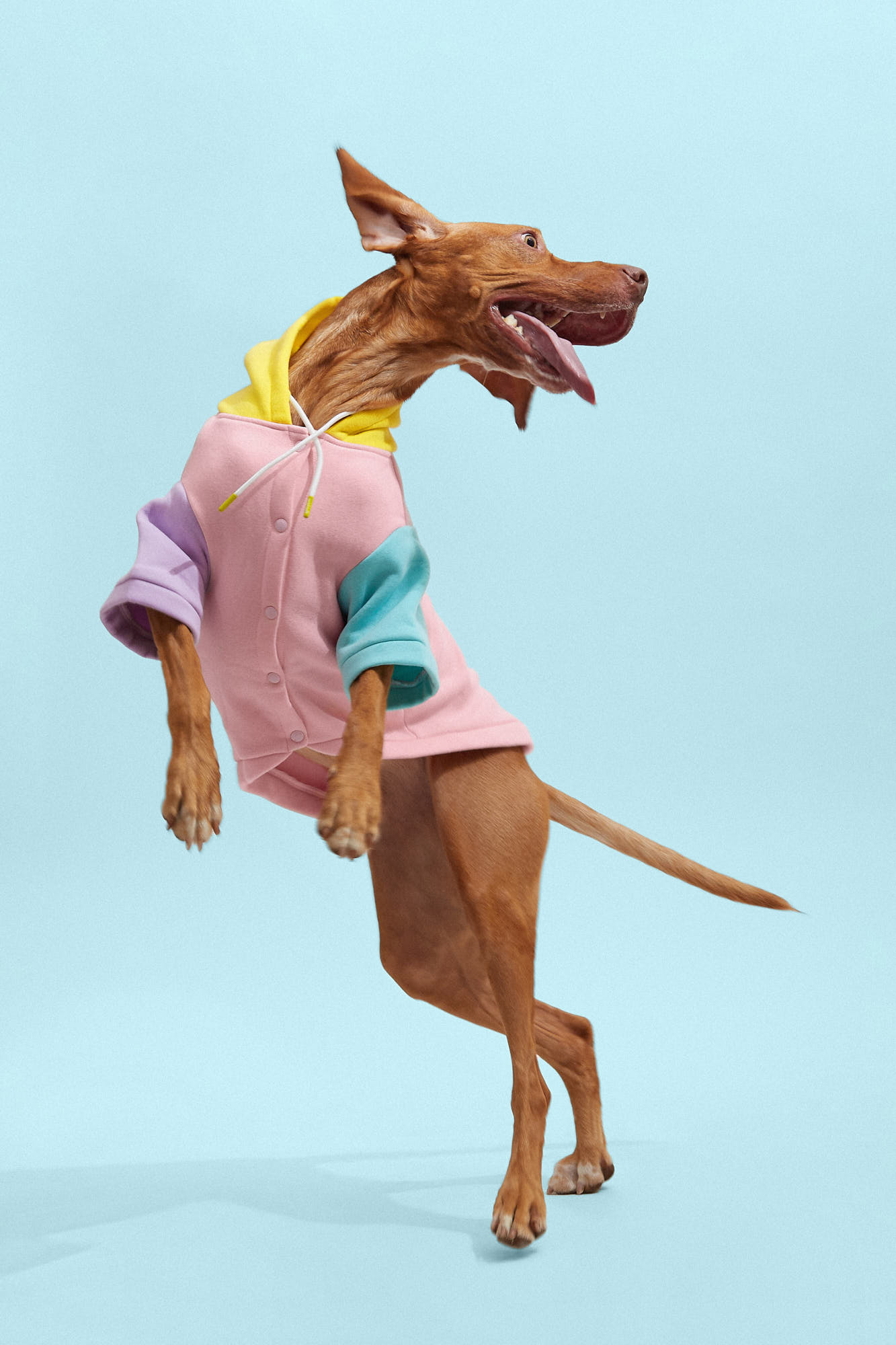 Fotografía creativa y de producto - Mascotas