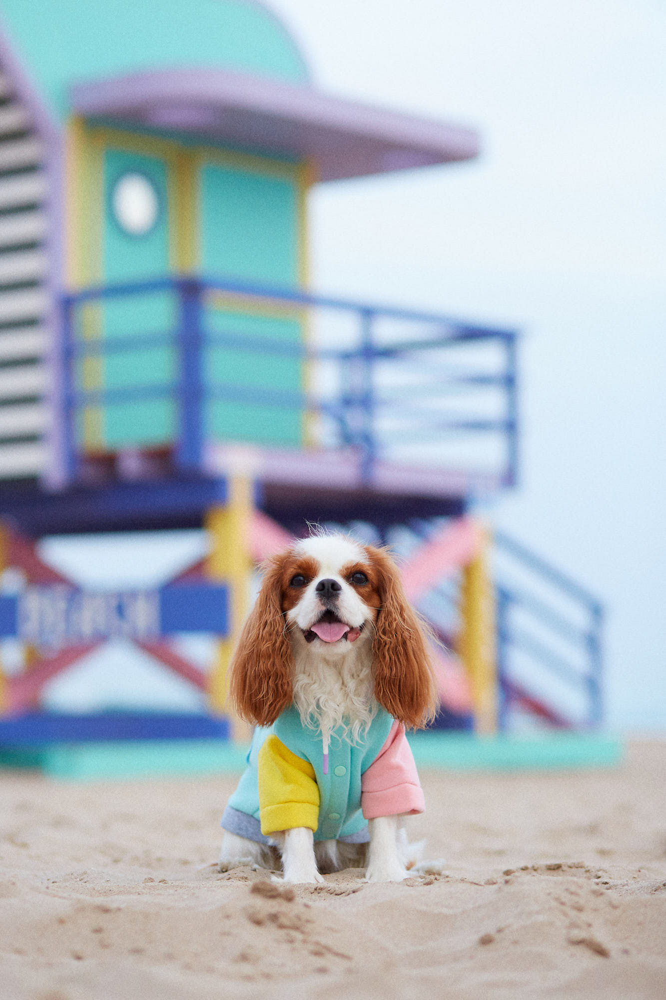 Fotografía creativa y de producto - Mascotas