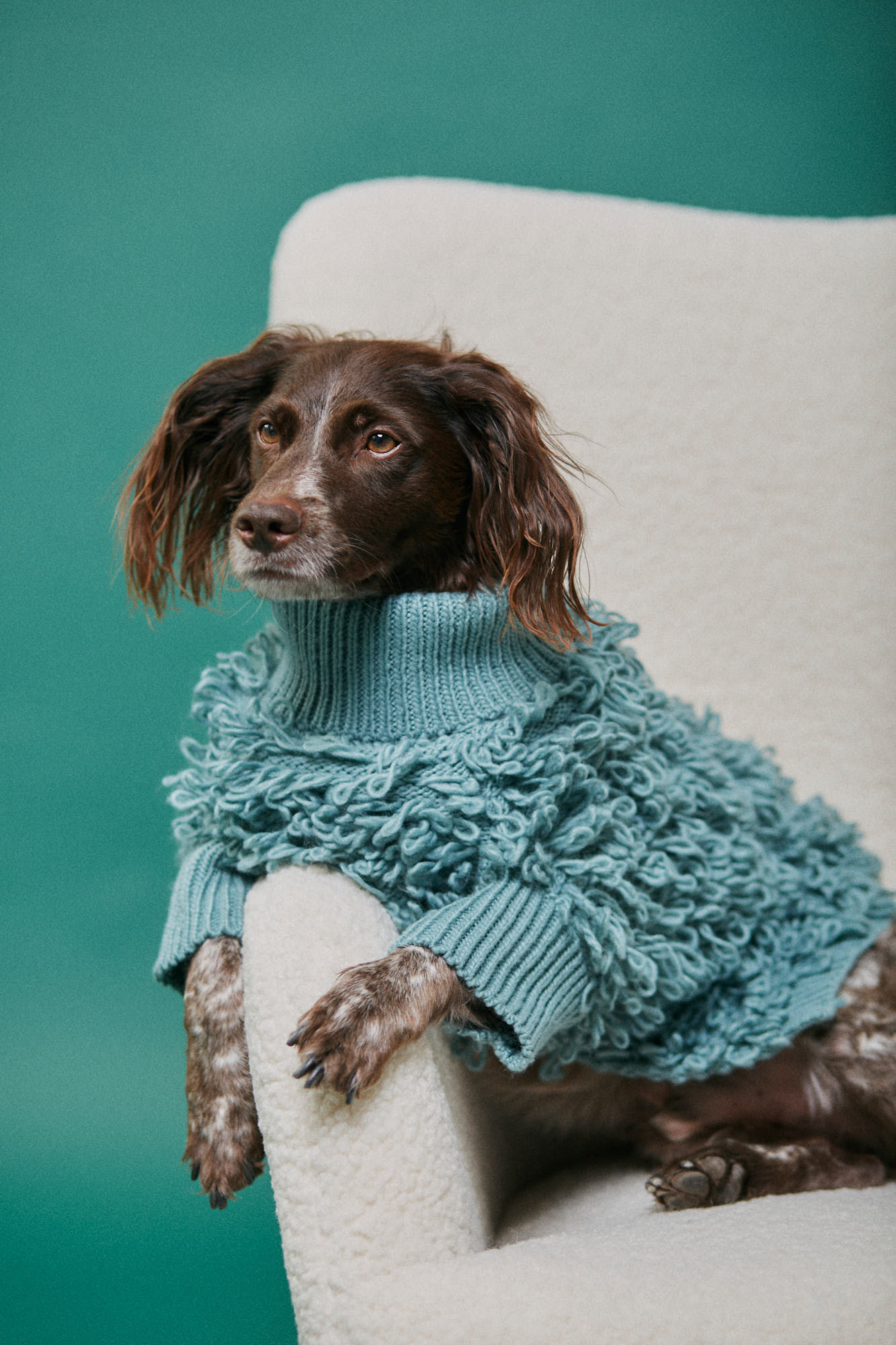 Fotografía creativa y de producto - Mascotas