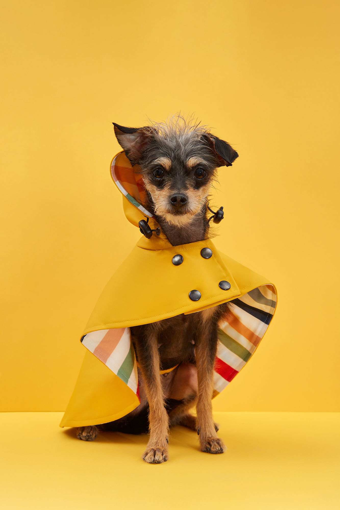 Fotografía creativa y de producto - Mascotas