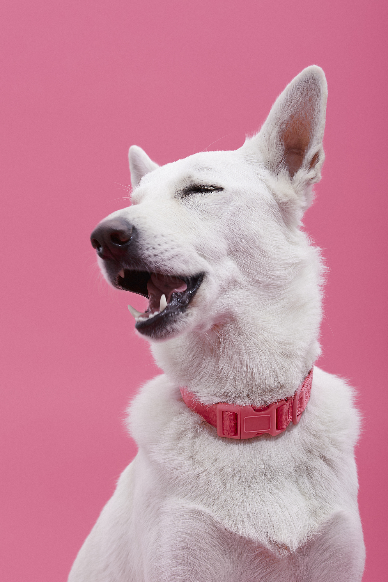 Fotografía creativa y de producto - Mascotas